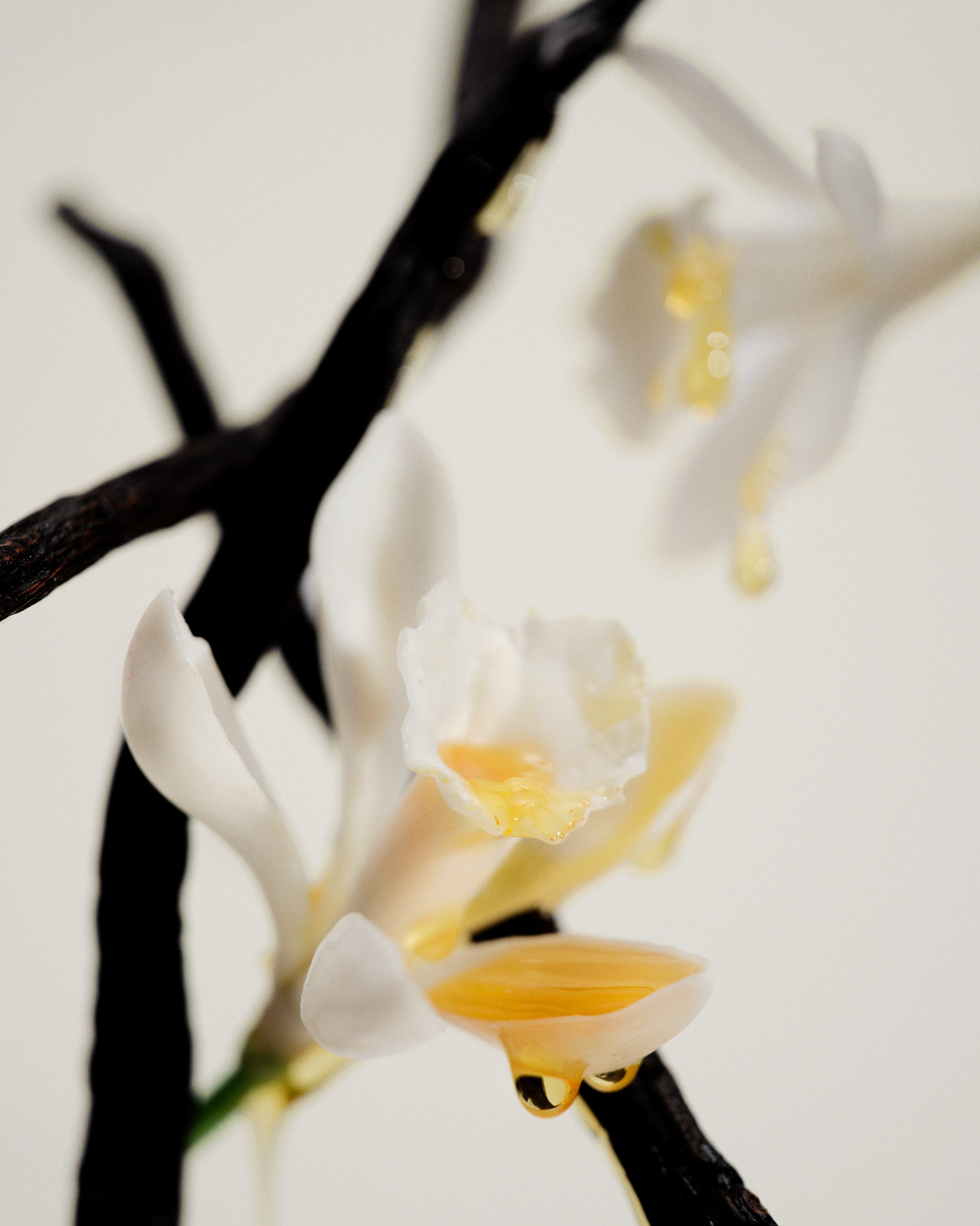 No.15 Vanille Infinie Candle